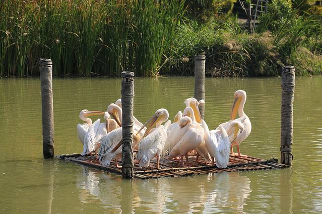 南沙水鸟世界生态公园
