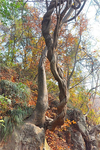 "要上栖霞山要经过栖霞寺，门票在栖霞寺门口买！我们也没什么路线，纯粹是在山上随便找些路走走！票价2元_栖霞山"的评论图片