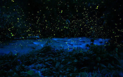 Kampung Kuantan Fireflies Park (Selangor)
