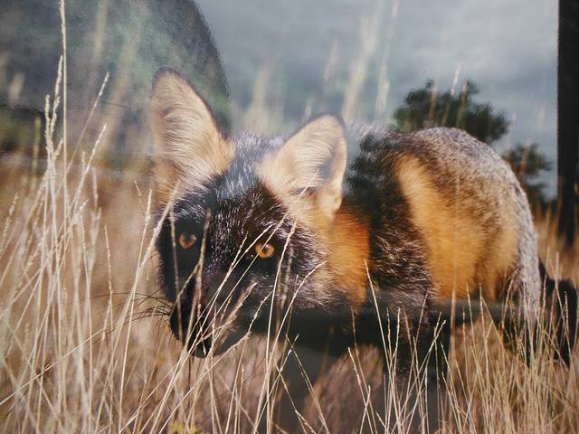 蒙特利尔生物圈