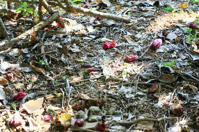 湛江南亚热带植物园