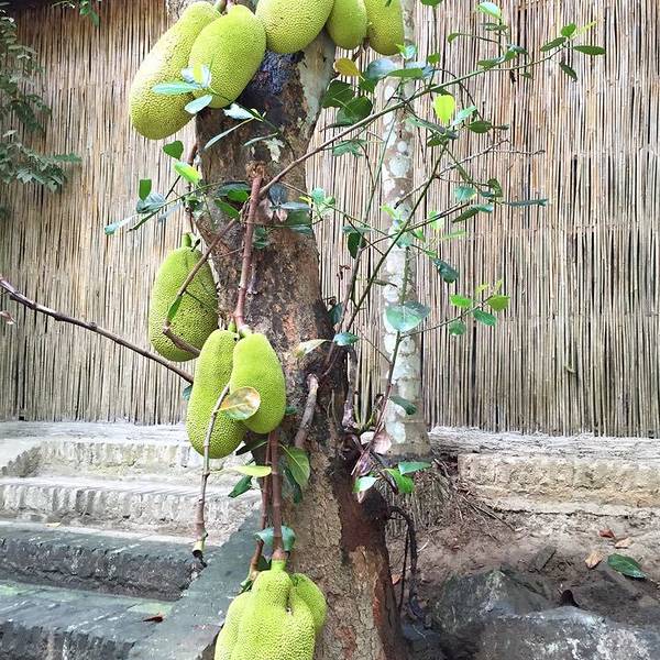 2019槟榔谷门票,三亚槟榔谷游玩攻略,槟榔谷游