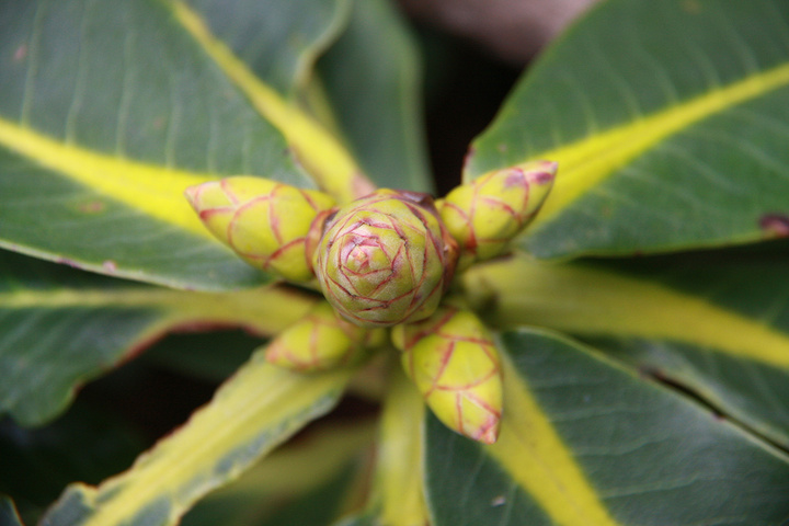 有人说旅行不在于目的地而在于沿途的风景和看风景的心情高山杜鹃孕育