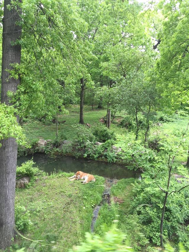 布朗克斯动物园