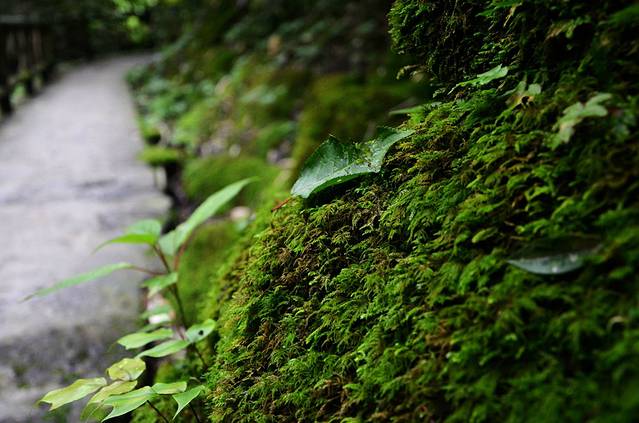 恩施坪坝营国家森林公园景区