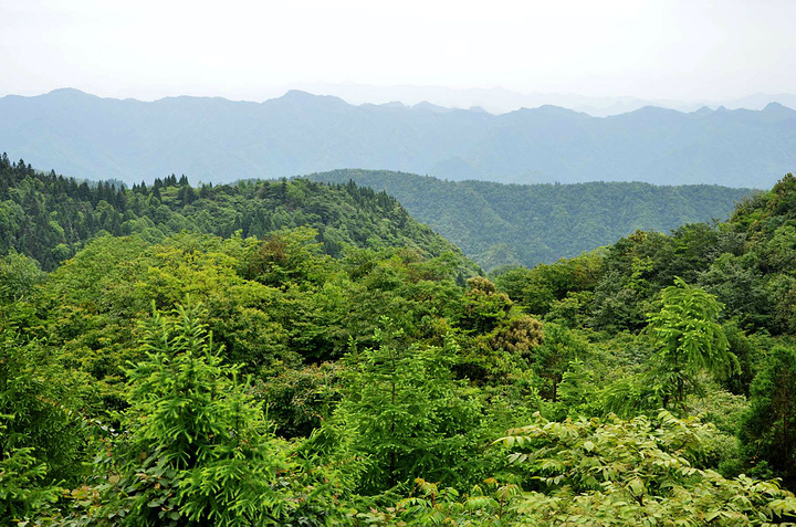 "建议游玩3-5天时间是最佳的。门票价格暂定为120元，网上预订为90元，在线支付与到付均可_恩施坪坝营国家森林公园景区"的评论图片