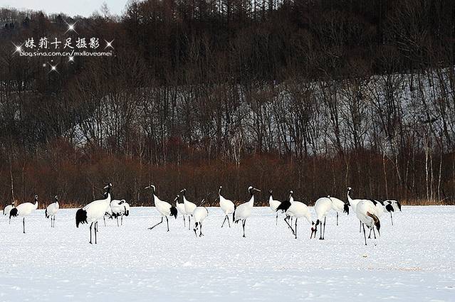 钏路市丹顶鹤自然公园