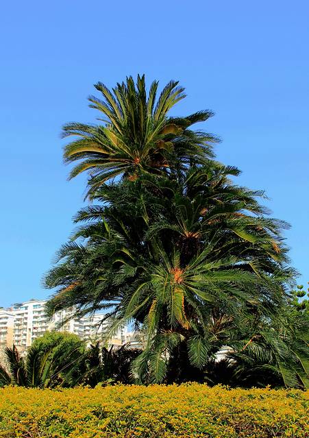 铁树园里有苏铁,凤尾铁,美洲铁,泰园铁等30多株铁树,其中最大的铁树