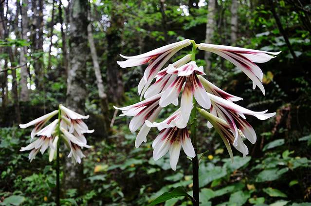 双乳峰古树杜鹃群落