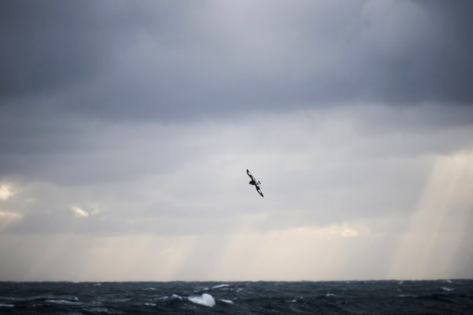 鸟类介绍图片 鸟类介绍图片
