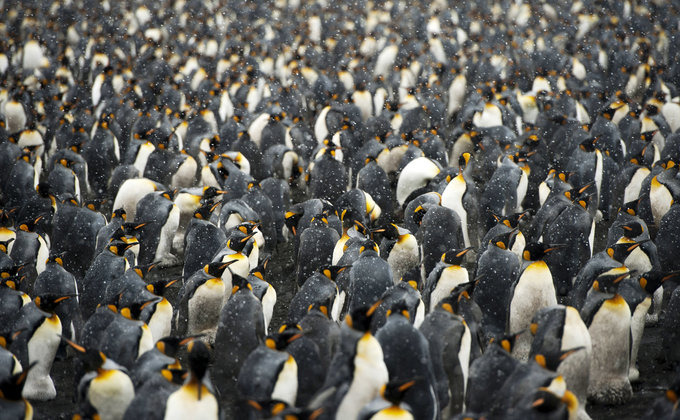 王企鹅的世界图片 王企鹅的世界图片