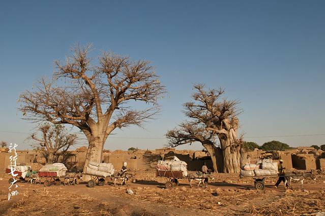 西非之旅--全境探访神秘的马里