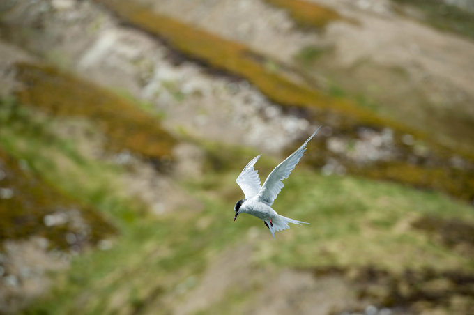鸟类介绍图片 鸟类介绍图片