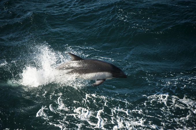 一场海洋生物的盛会图片 一场海洋生物的盛会图片