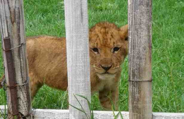 八达岭野生动物世界