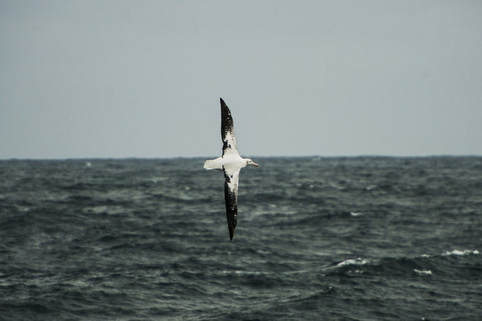 鸟类介绍图片 鸟类介绍图片