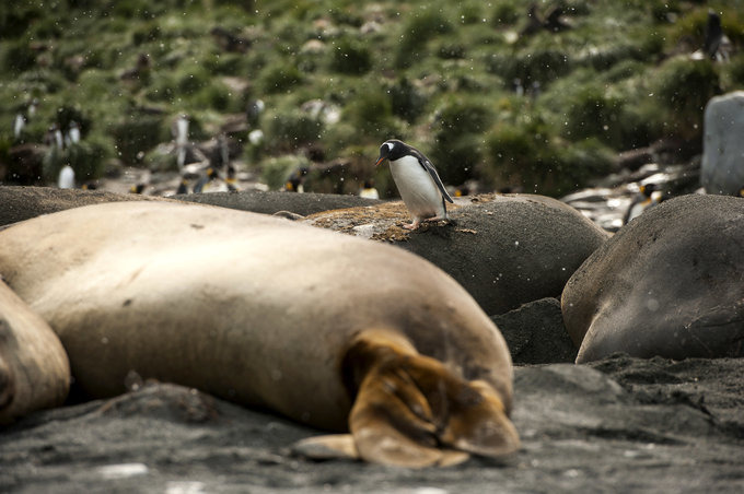 王企鹅的世界图片 王企鹅的世界图片