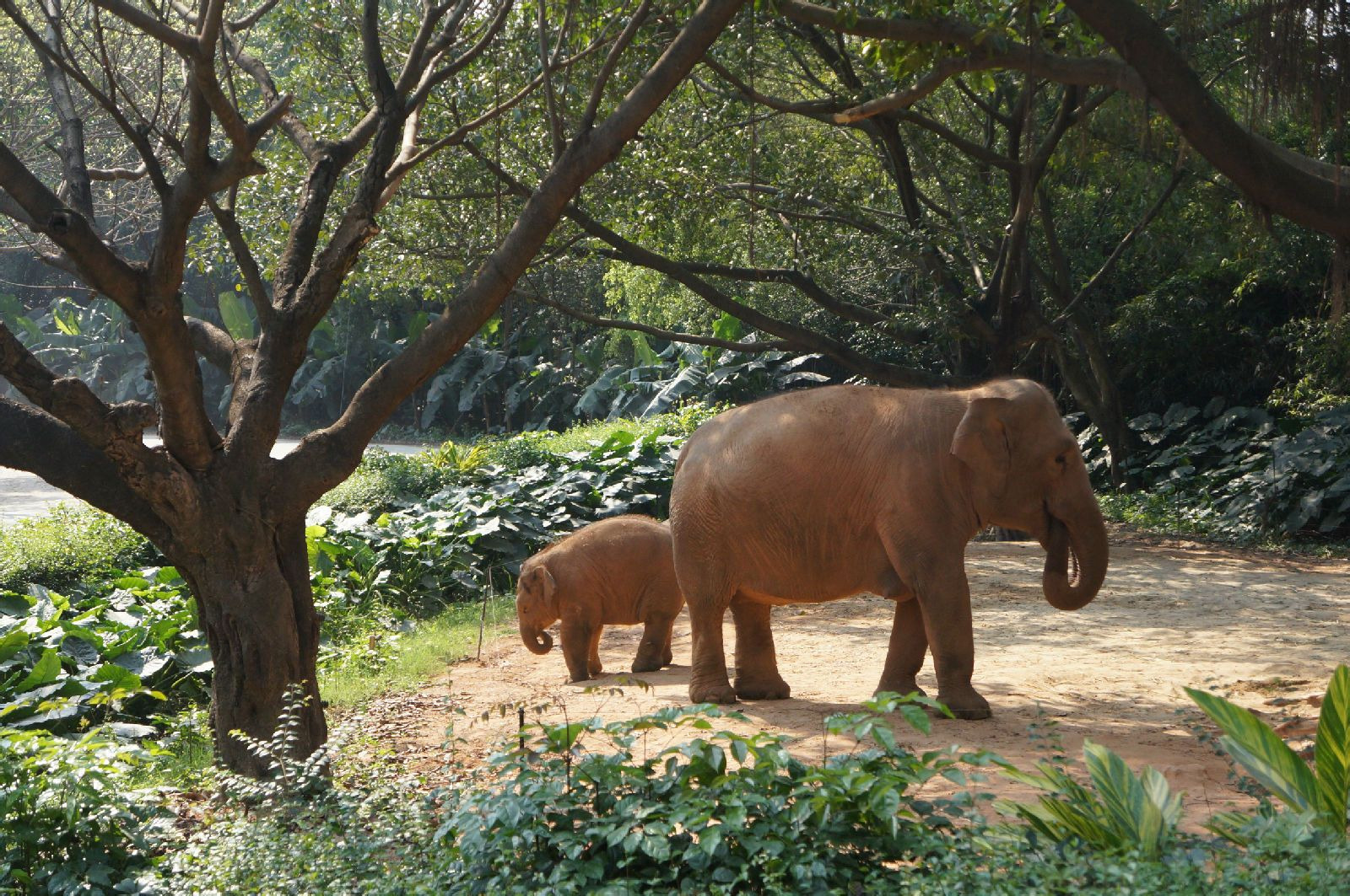 最好从北门进, 先玩右手边的青龙山,里面包含3个景点,侏罗纪公园,金蛇