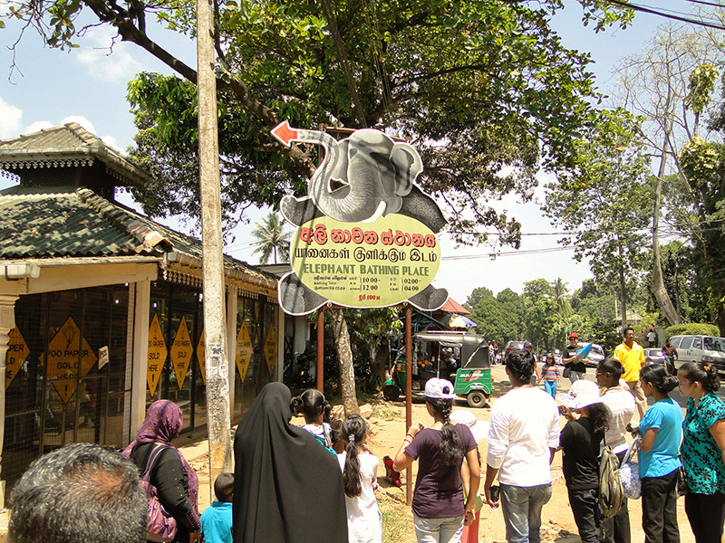 2018品纳维拉大象孤儿院游玩攻略,当地人的价