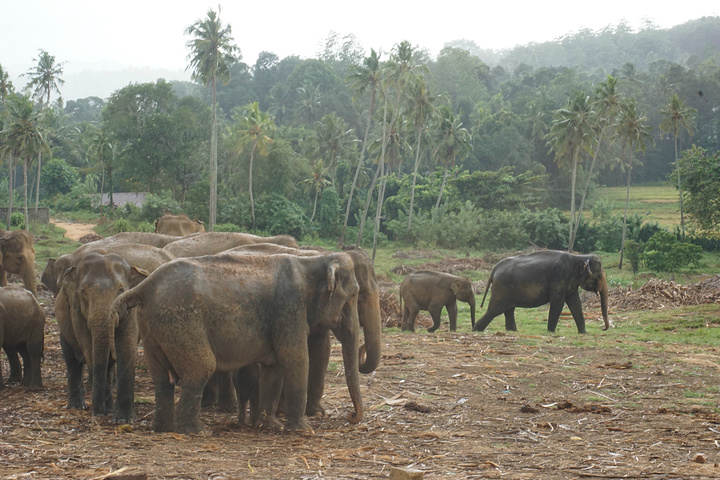 "大象孤儿院起初是为了收养走散或受伤的大象而成立的，它成立于1975年，是最早成立的大象孤儿院，..._品纳维拉大象孤儿院"的评论图片