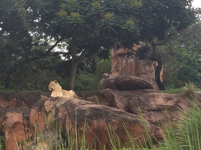 2017中年带孩子游遍奥兰多无数主题公园与加