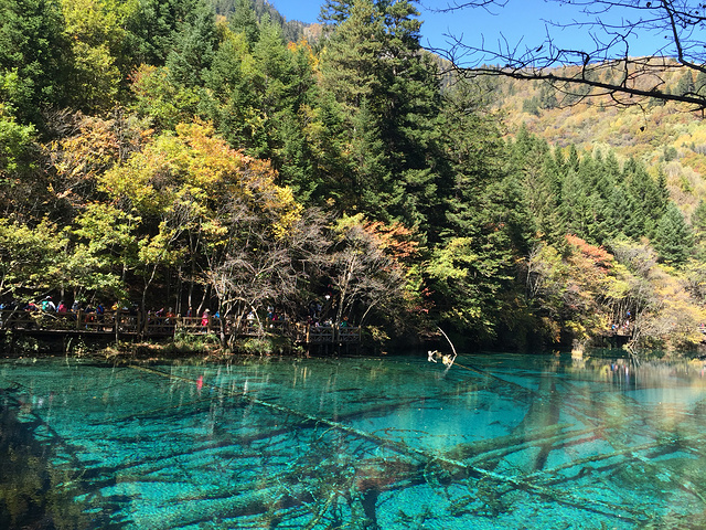 "五花海是湖水最清的地方，水中一切均清晰可见，湖水因观看角度的不同呈现不同的色彩_九寨沟-五花海"的评论图片