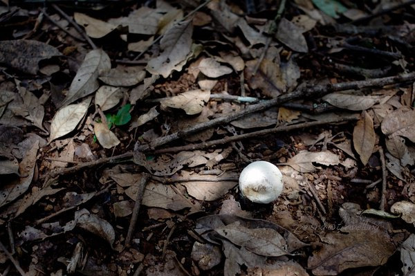 菌子~~白菌是可以食用哒,红红的胭脂菌也可以哦~~但是这个叫粪菌的呃