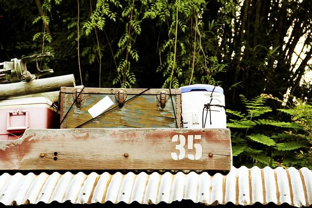 尼莫-迪士尼动物王国的音乐家