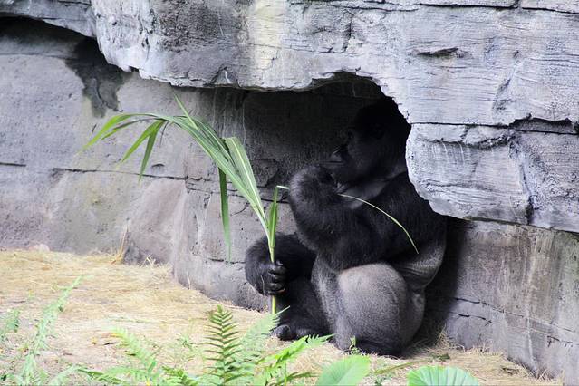尼莫-迪士尼动物王国的音乐家