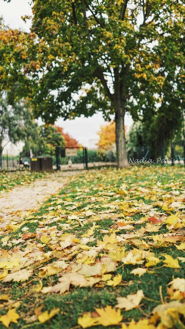 梵维斯跳蚤市场