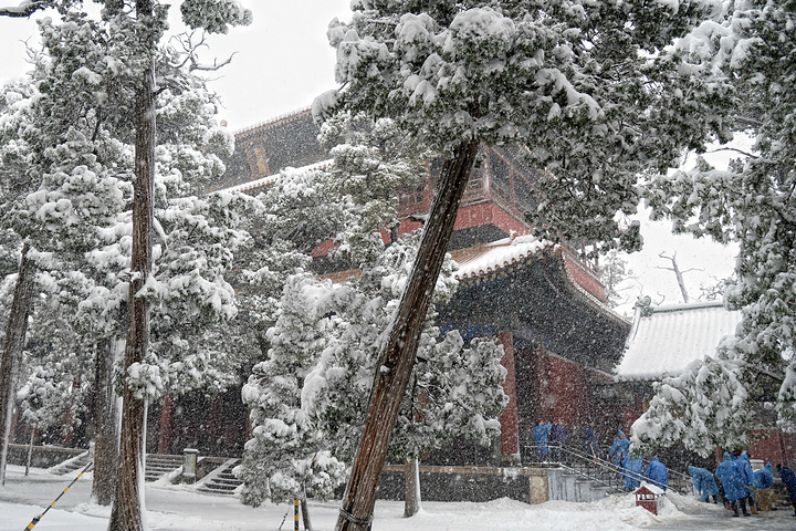 "...泛滥，亲眼目睹了这一惨烈现象：千年古柏的枝干在暴雪的重压下，不时发出可怕的断裂声，轰然折断落地_孔庙"的评论图片