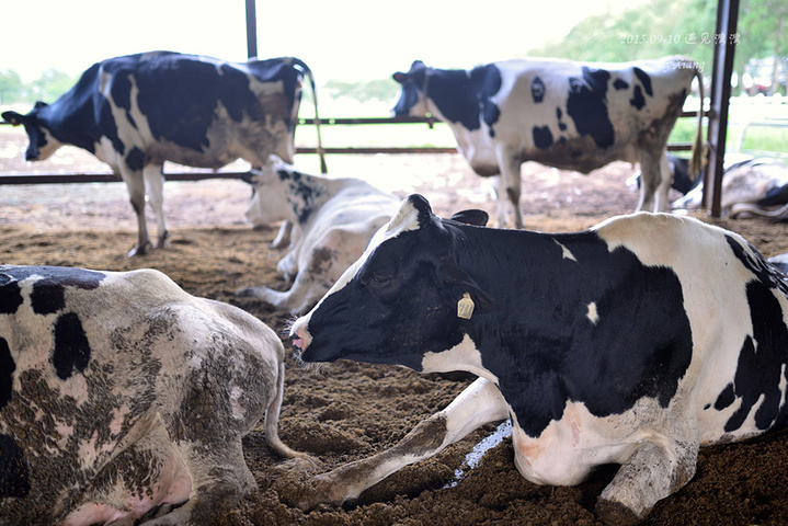 的牛奶,鲜奶冰淇淋,以及非常适合做手信的瑞穗牛轧糖_瑞穗牧场&quot