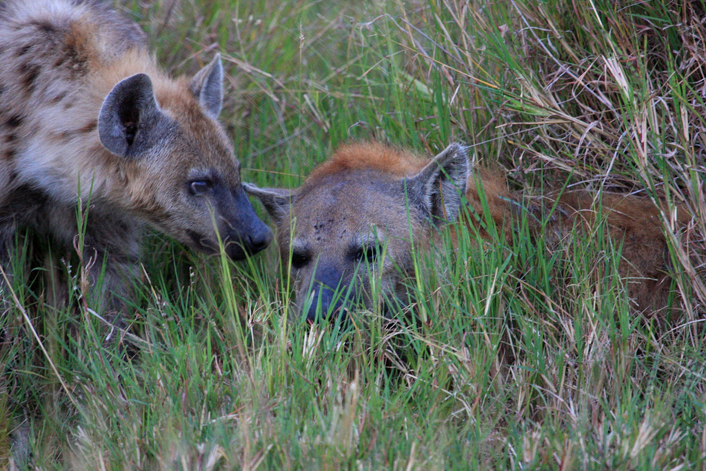 马赛马拉国家公园保护区