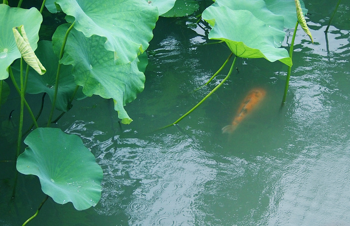 的荷叶在雨幕之下滚动着一颗颗由天上落下的晶莹的珍珠又毫无保留地将