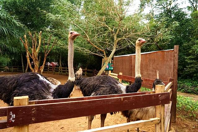 海南热带飞禽世界