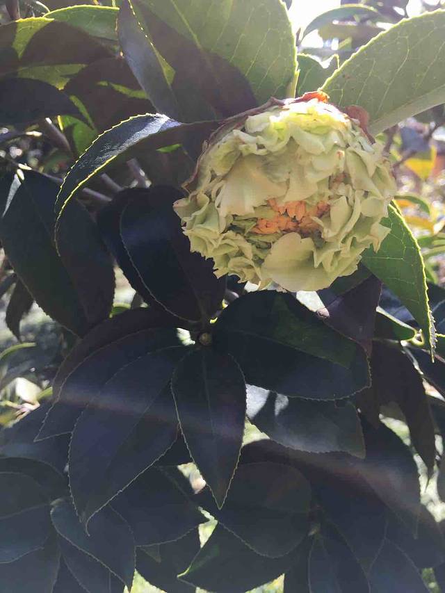 阳江市区森林公园