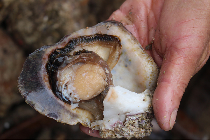 2023涠洲岛游玩攻略,涠洲岛交通/住宿/行程/美食/购物攻略,涠洲岛注意