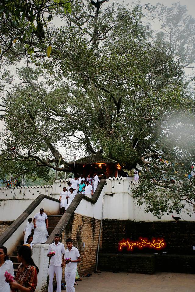 品锡兰红茶,看斯里兰卡式微笑