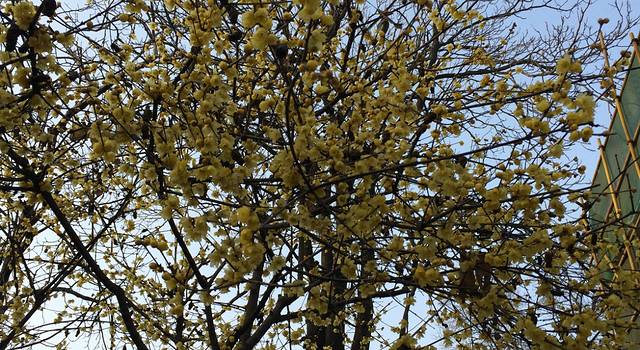 一家三口一月简游西安