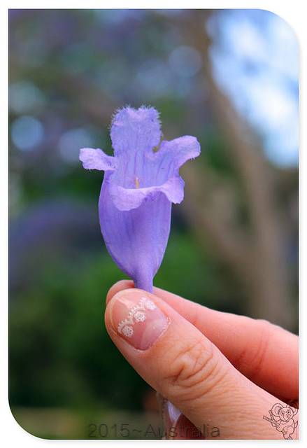 亲子行,春暖花开的澳洲