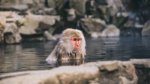 地狱谷野猿公苑