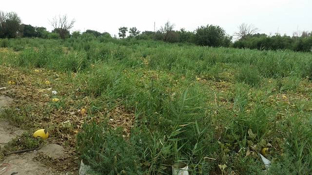 哈密市哈密瓜园