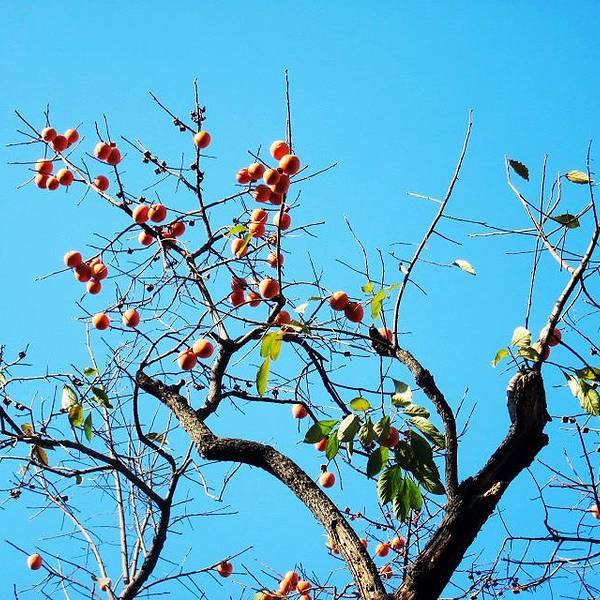2019趵突泉景区门票,济南趵突泉景区游玩攻略