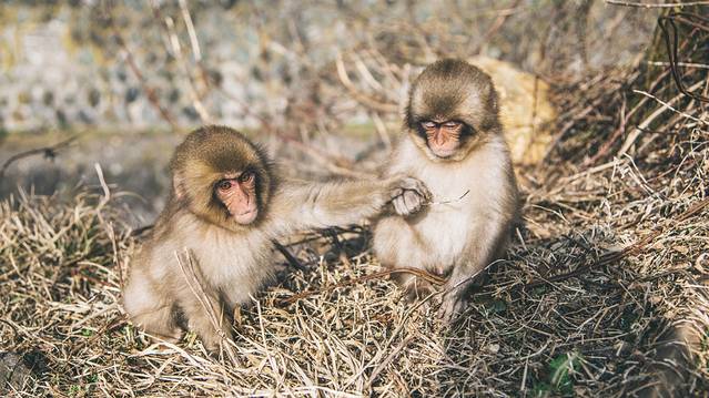 地狱谷野猿公苑