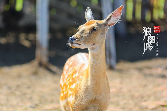 敖鲁古雅原始驯鹿部落