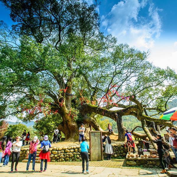 严田古樟民俗园