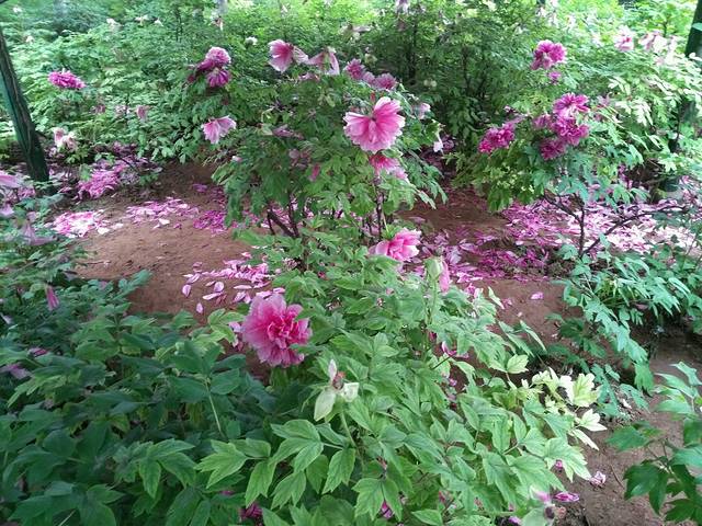 这个可以清晰看到花落了很多.