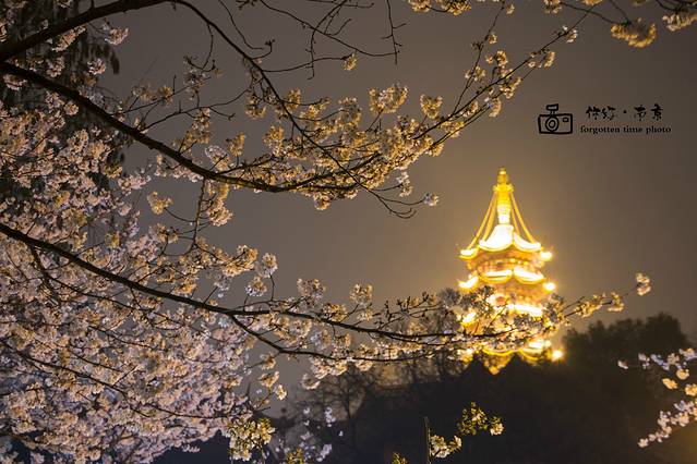 鸡鸣寺樱花大道