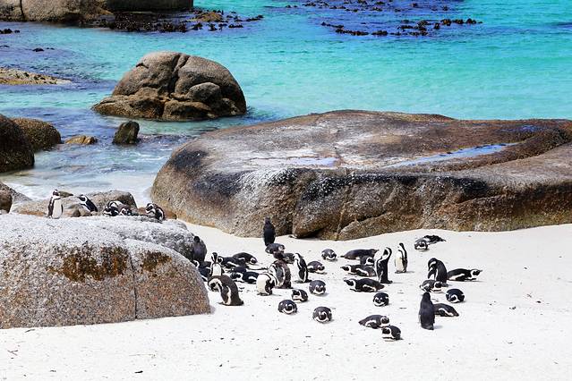 企鹅海滩