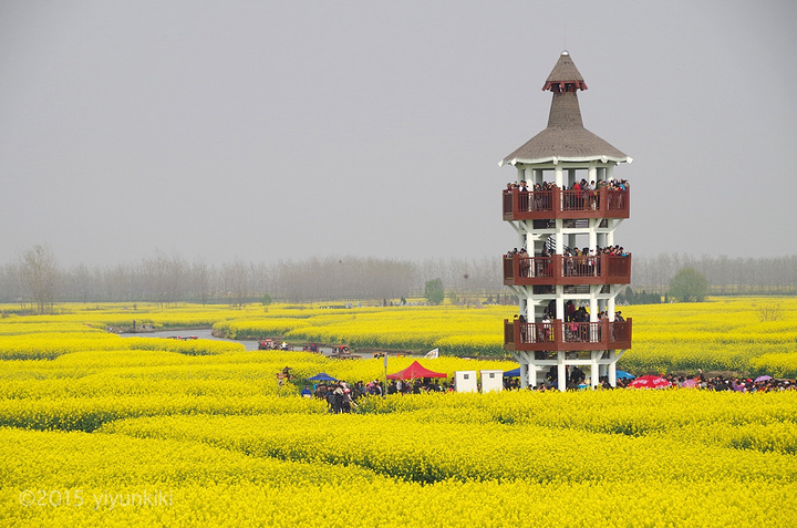 17登高极目远眺,满眼尽是金黄色的菜花,形成一